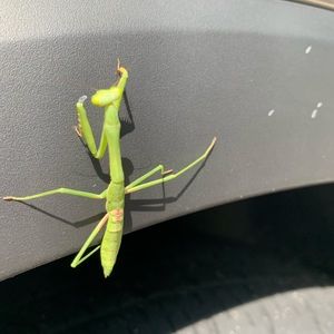 Preying Mantis